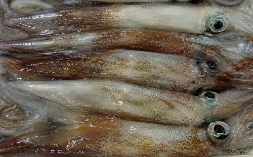 釣れた魚